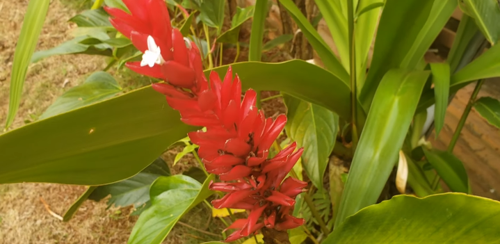 Ornamental Ginger Plants