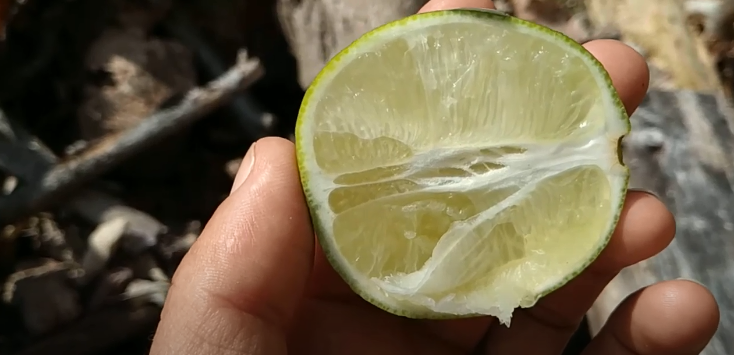 Persian Lime