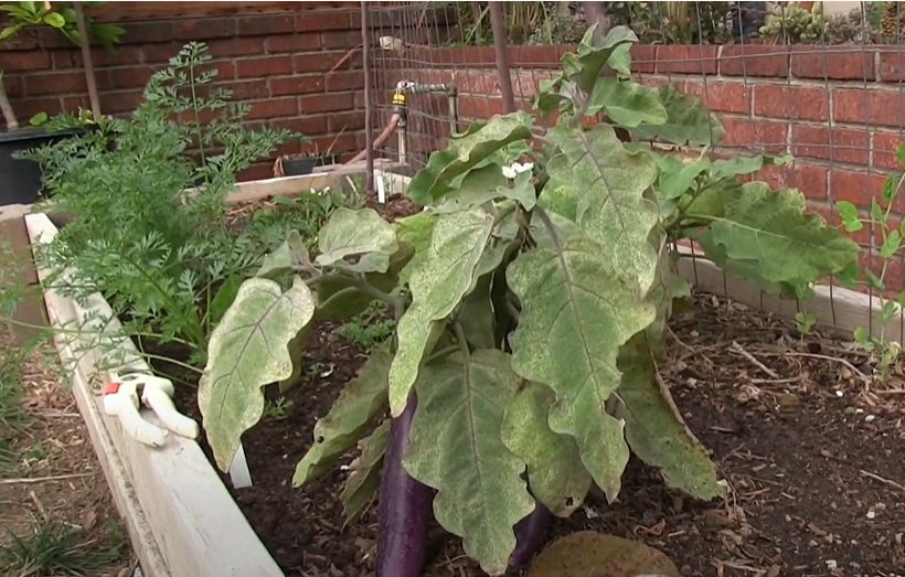 Ping Tung Eggplant