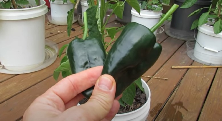 Poblano Pepper