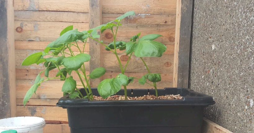 Potatoes Varieties to Plant in Containers