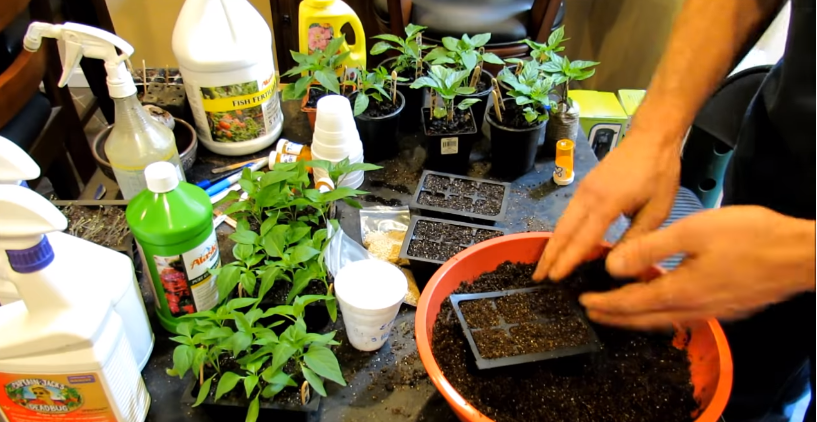 Preparation to Grow Peppers in Container 
