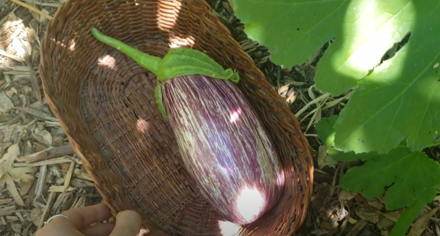 Rosita Eggplant_Liliya's Garden Channel