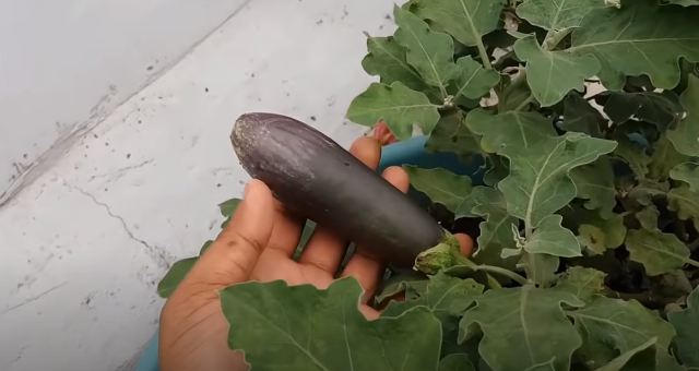 Santana Eggplant