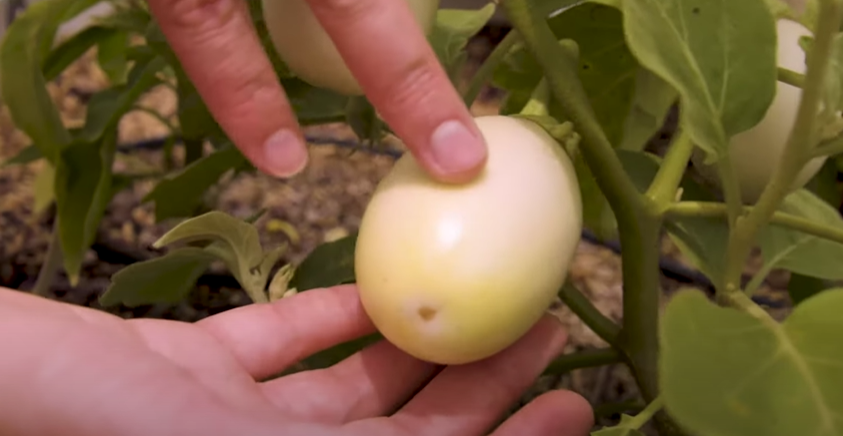 Japanese White Egg Eggplant