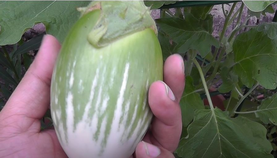 Little Green Eggplant