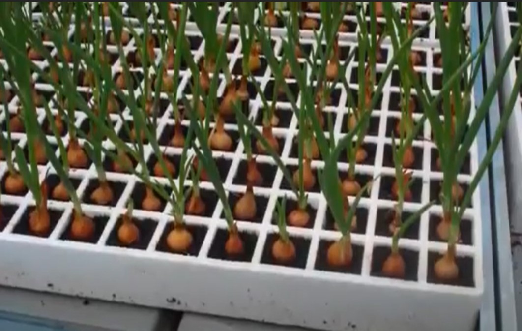 Seeding the Hydroponic Onions