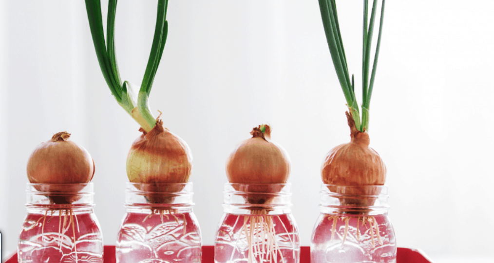 Temperature Hydroponic Onions