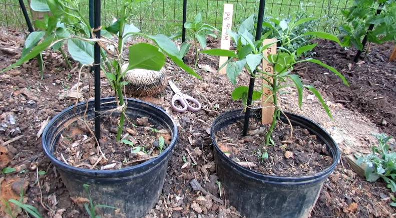 Temperature to Grow Peppers in Container