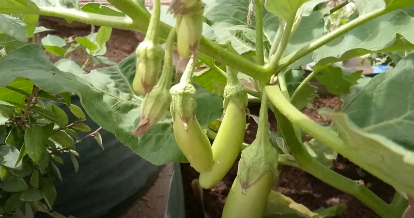 Thai Long Green Eggplant 