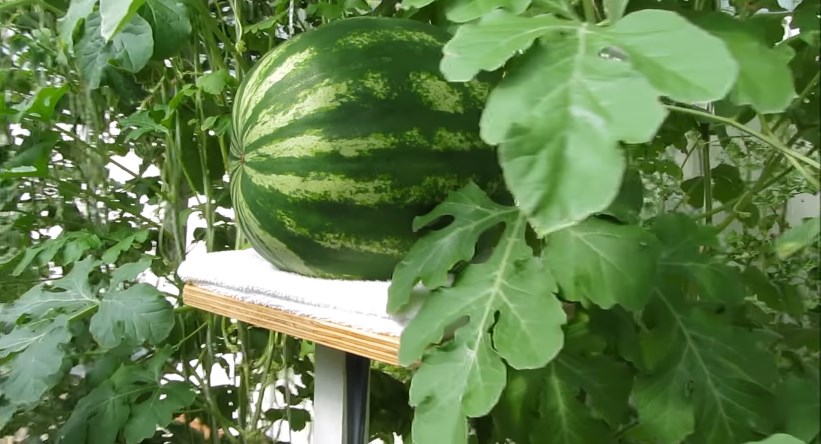 Advantages of Growing Hydroponic Watermelons
