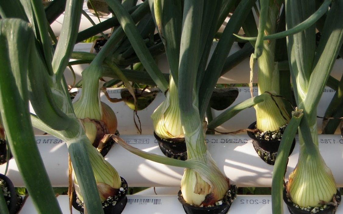 The Best System for Hydroponic Onions