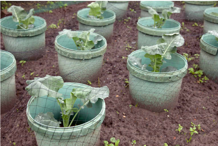 The Best Time to Plant the Cabbage