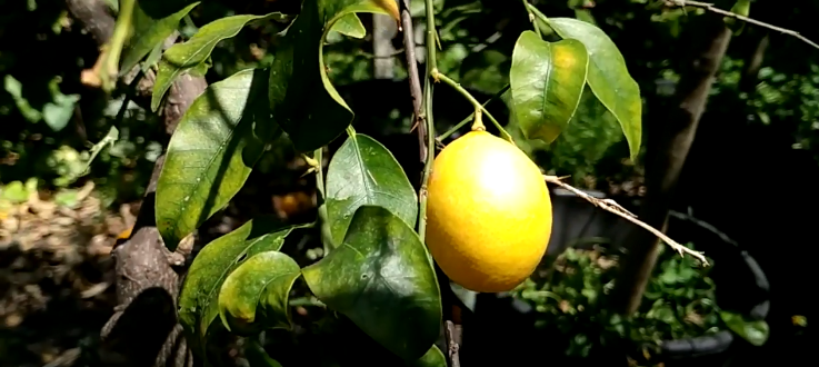 Hybrid Citrus