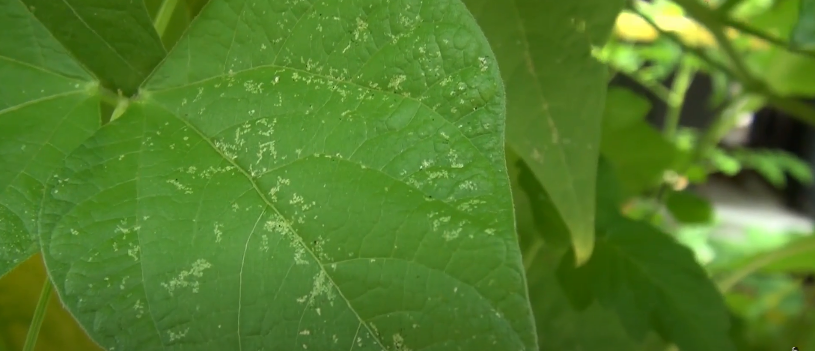 The Place Thrips Life on Plants