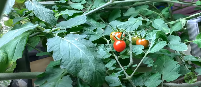 The life cycle tomato hydroponic