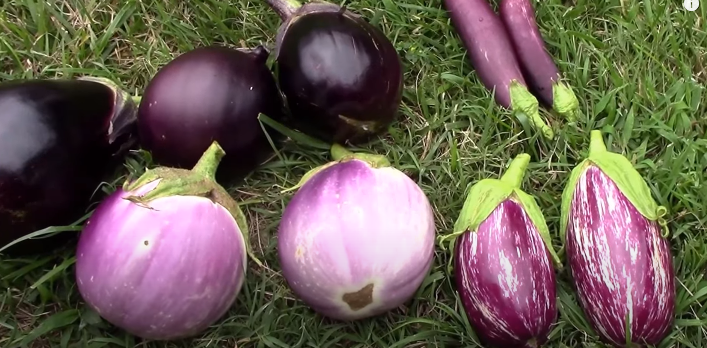 Types of Eggplant