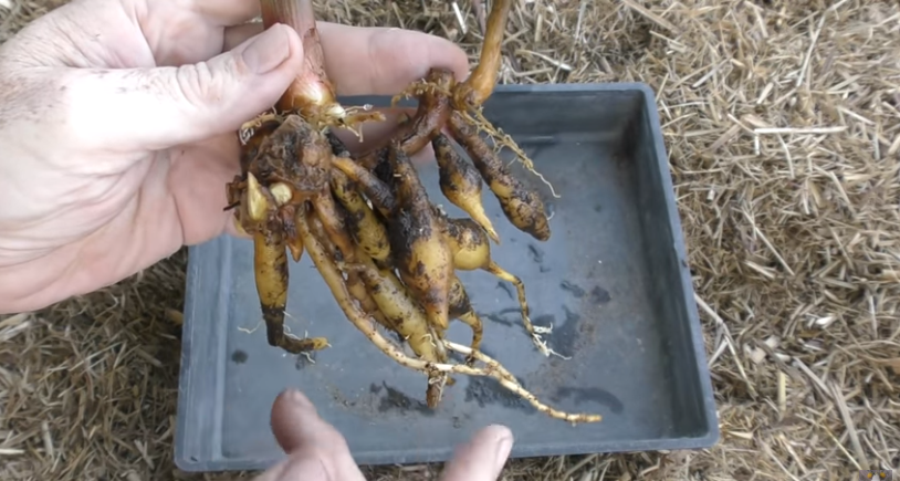 Types of Ginger Roots