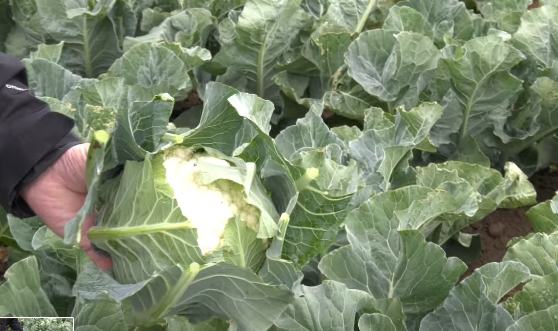 one of types of cauliflower - white cauliflower