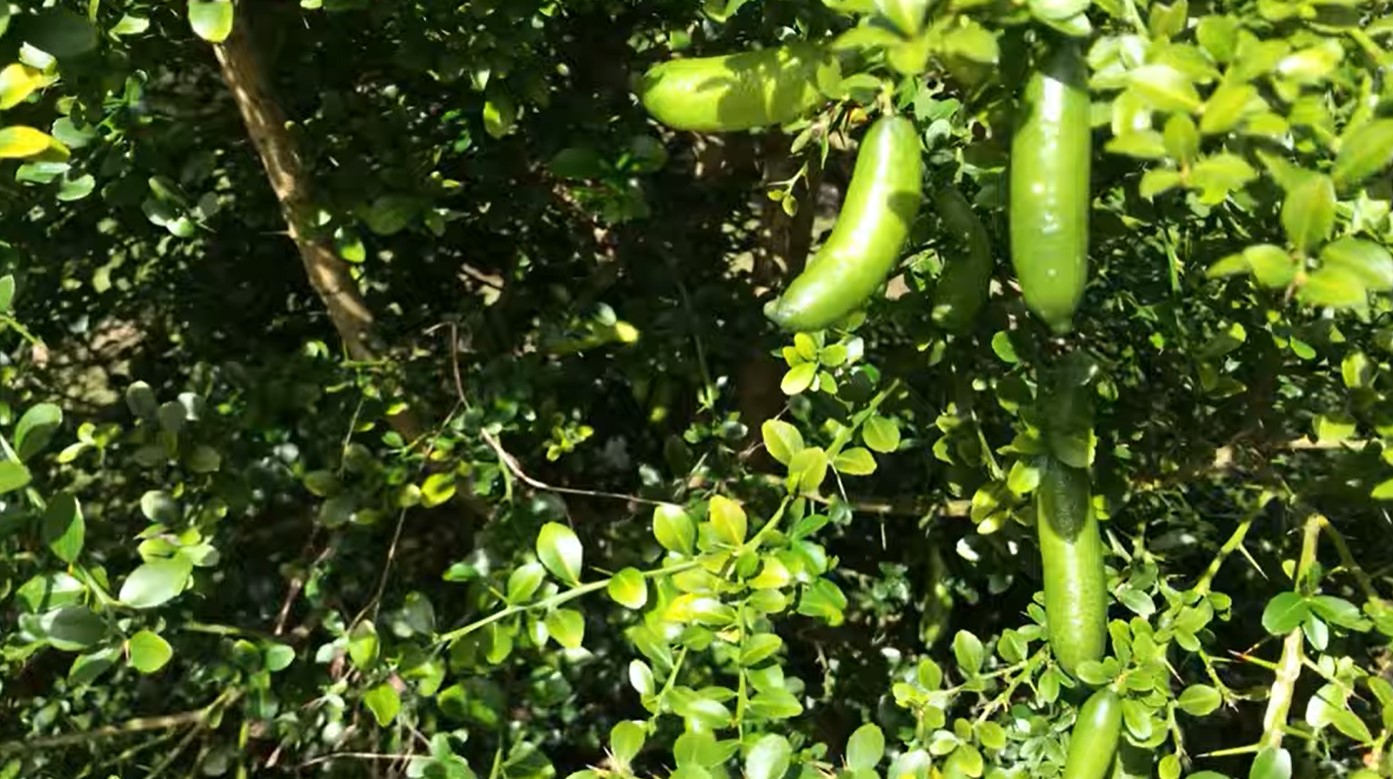 australian finger lime