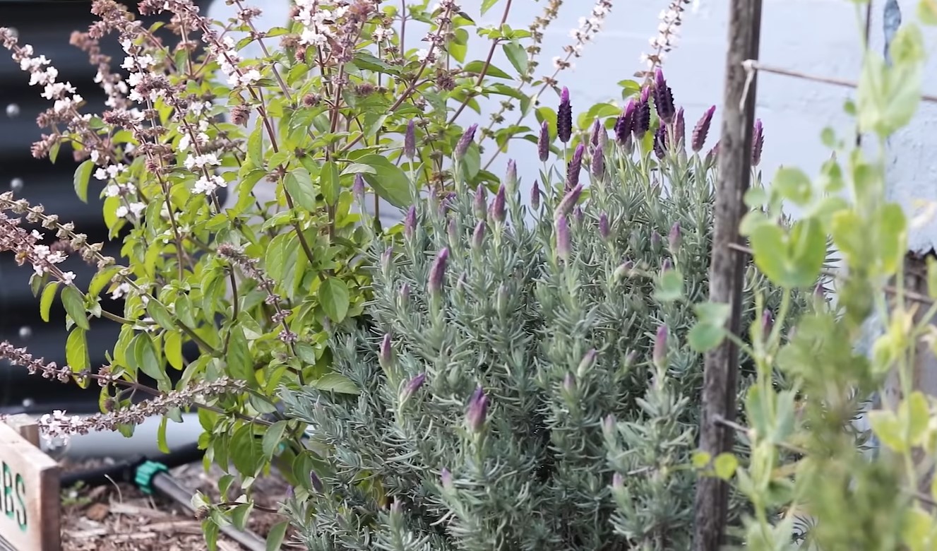 balcony lavender