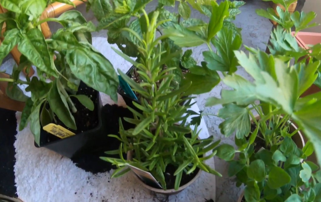 beginner balcony herb garden