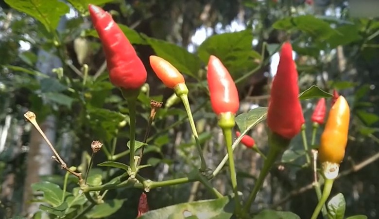 bird's eye pepper