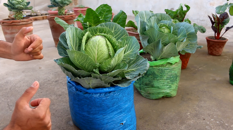 cabbage in container 