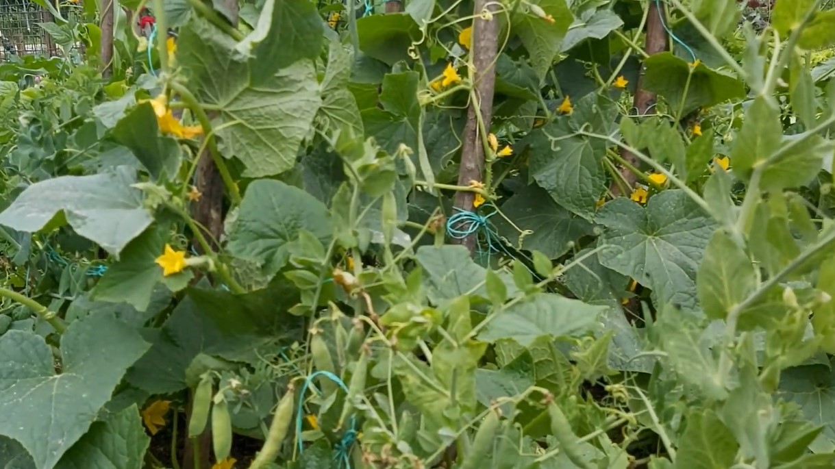 companion plants of cucumbers