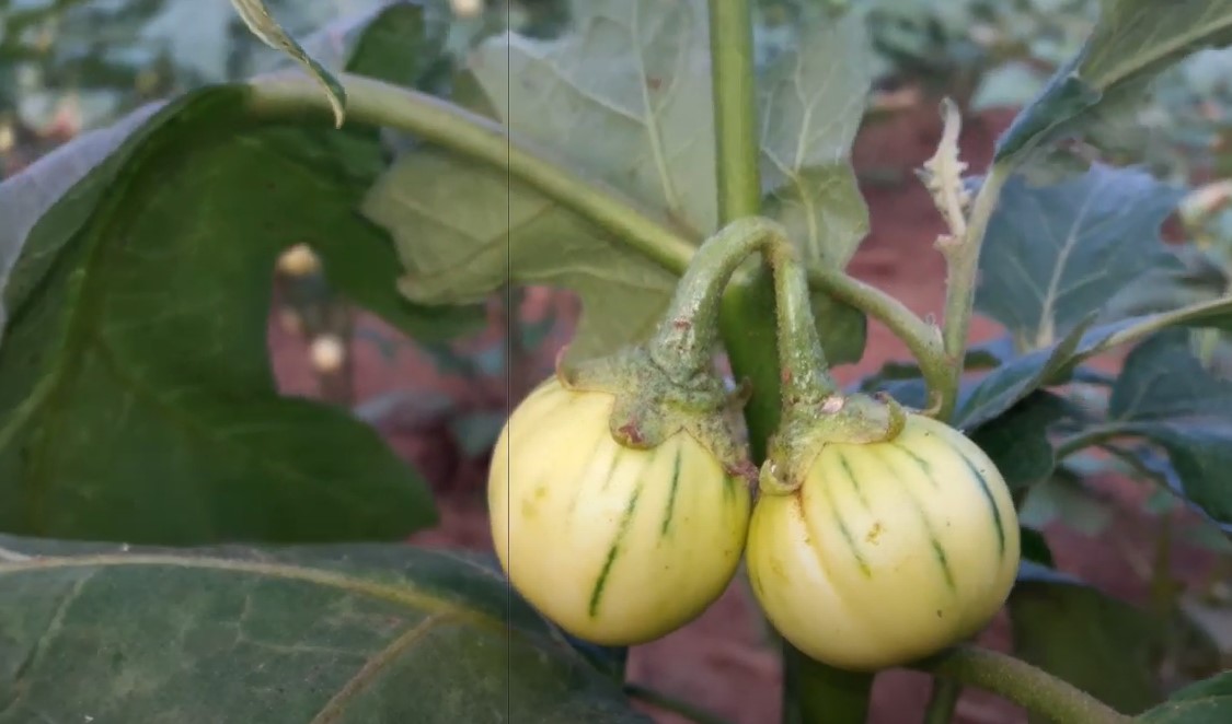 garden egg african eggplant