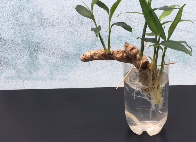 Hydroponic ginger planting