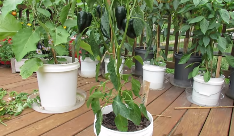 grow peppers in container