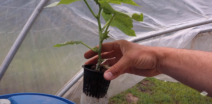 grow root vegetables in hydroponics