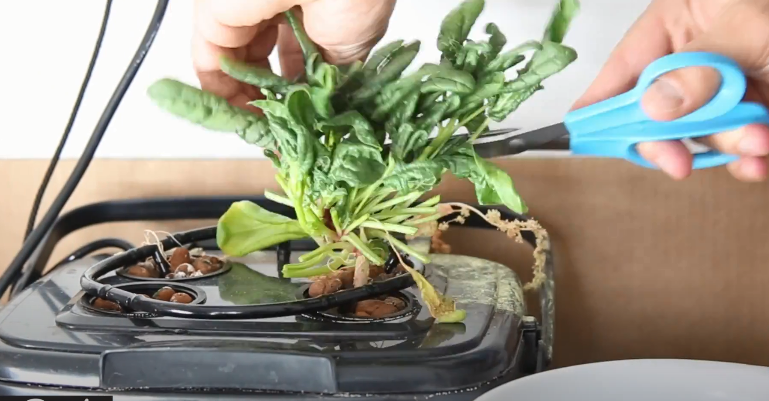 harvest spinach