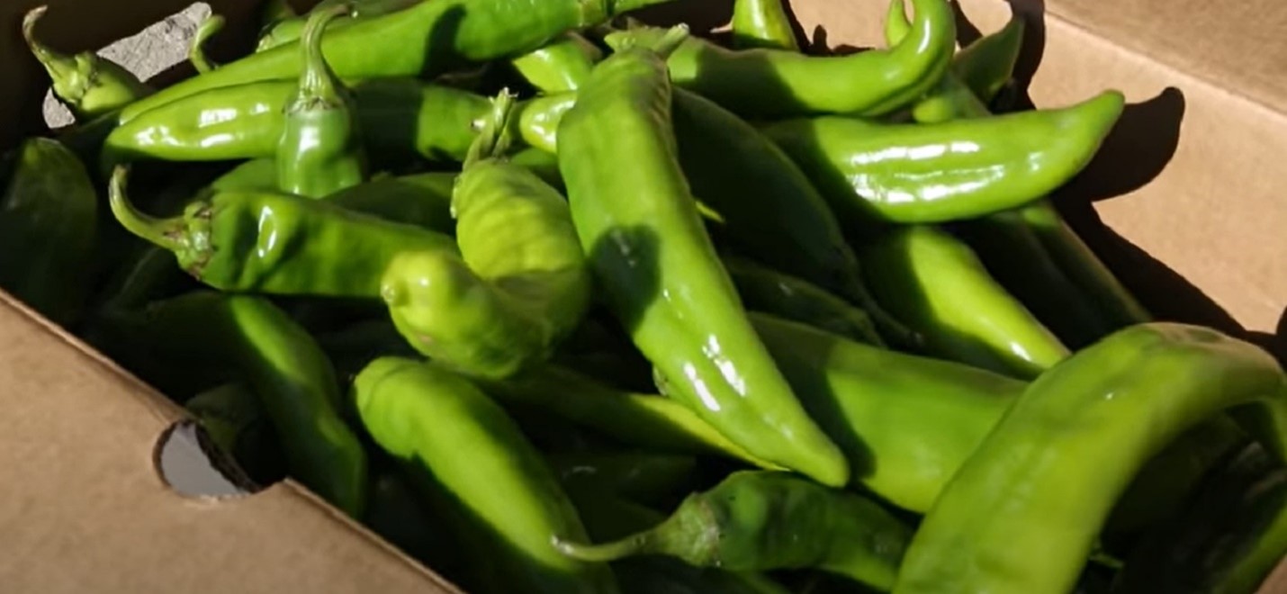 hatch chile peppers