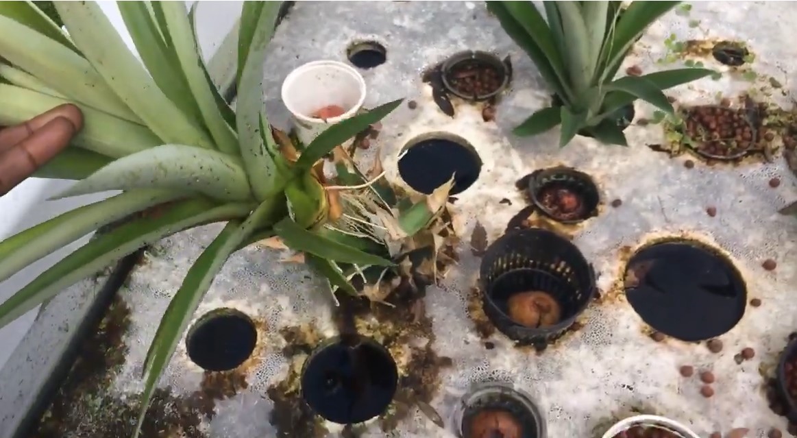 hydroponic pineapple system