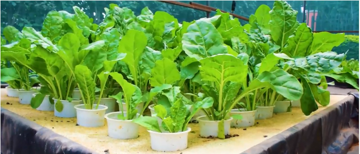 hydroponic vegetables healthy