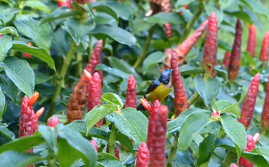 indian head ginger