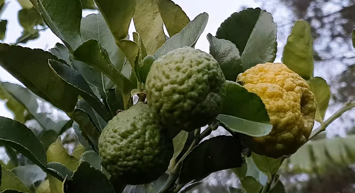 kaffir lime