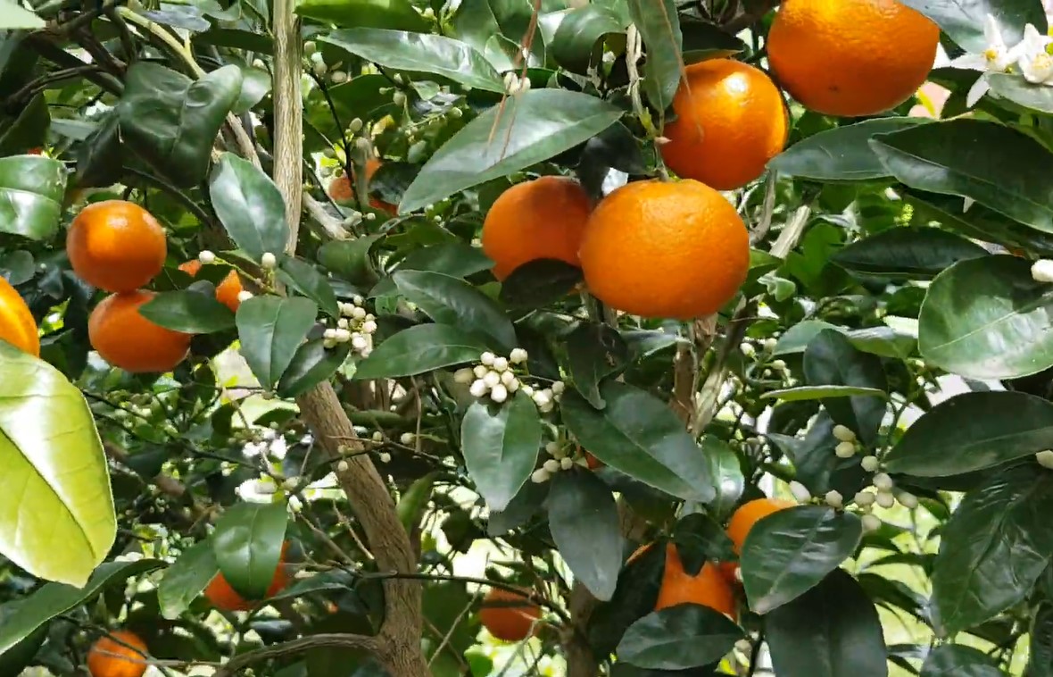 mandarin citrus