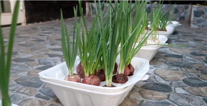 onions grow hydroponically