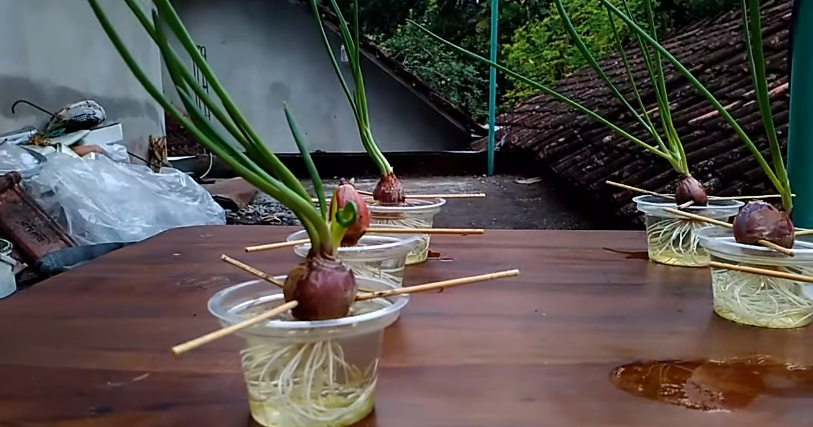 grow onions in the water