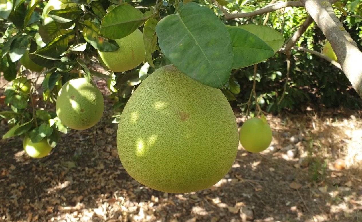 pamelo citrus