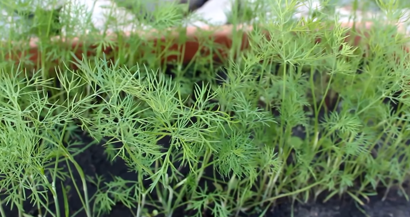 planted dill