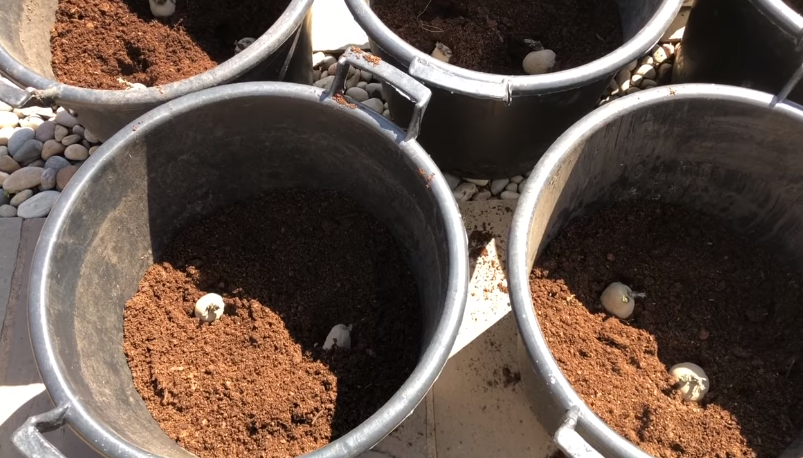 planting potatoes in the container