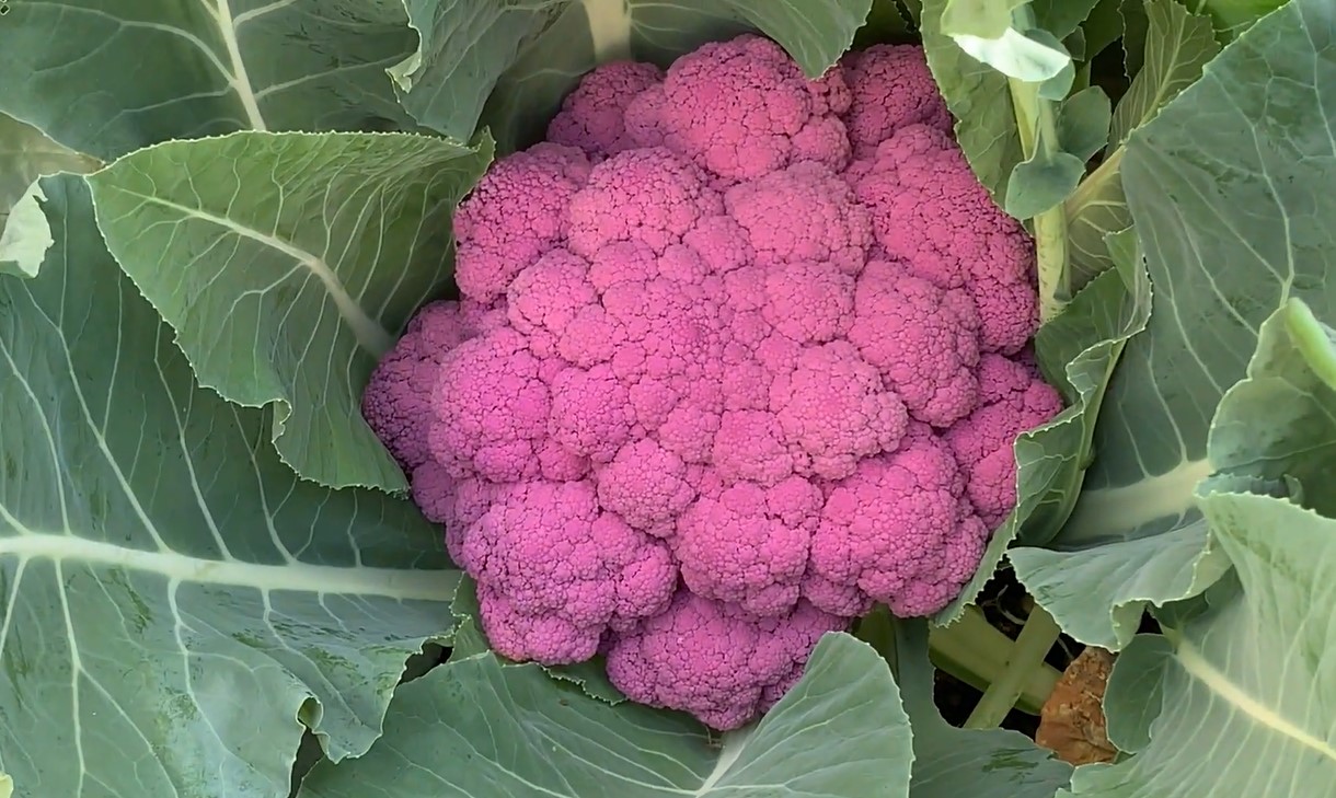 purple cauliflower