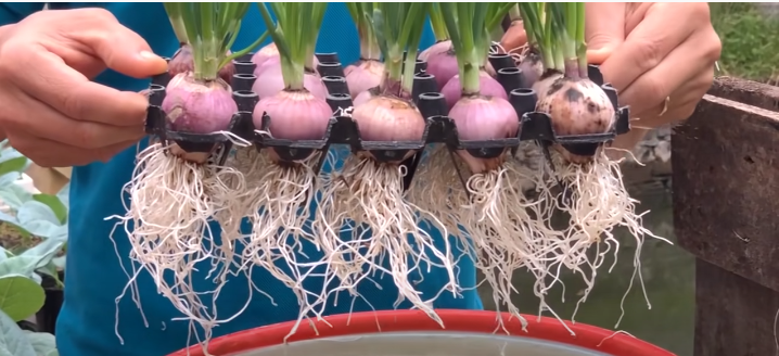 root plant like an onion