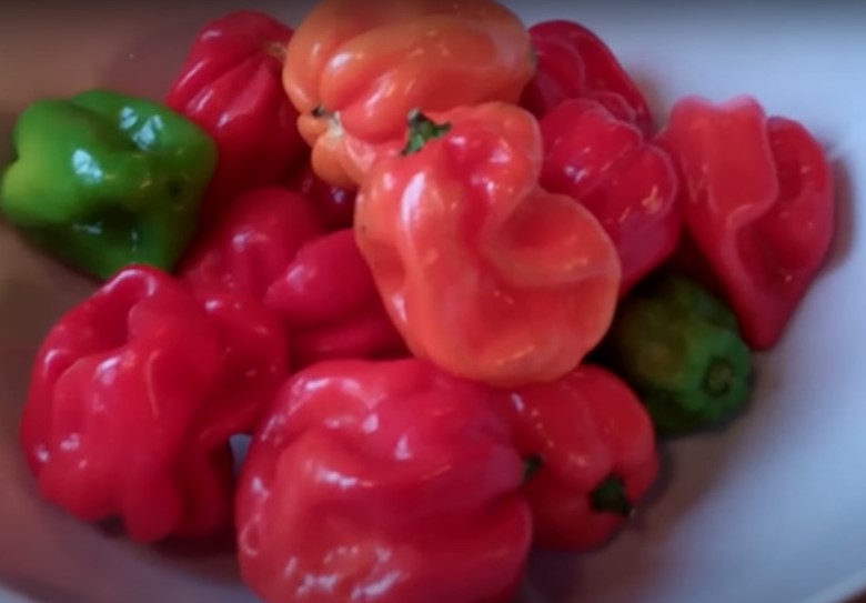 scotch bonnet