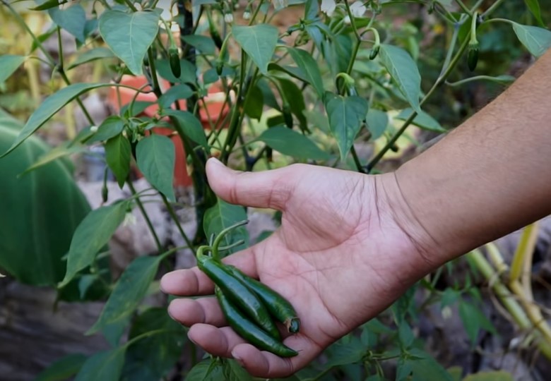 serrano pepper