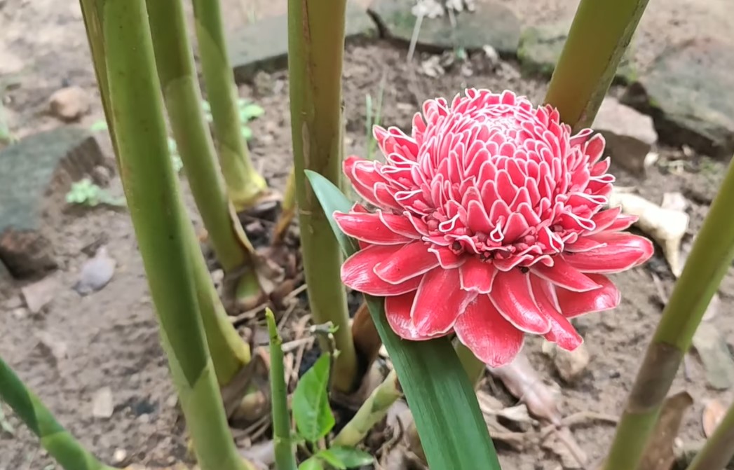 torch ginger